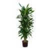 Dracaena Janet Lind - Branched - HydroCare -Indoor Plants Store Dracaena Janet Lind Branched Hydroculture Indoor Plant Tall