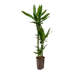 Dracaena Janet Lind - Multi Stem - HydroCare -Indoor Plants Store Dracaena Janet Lind Hydroculture Indoor Plant 3Stems Small