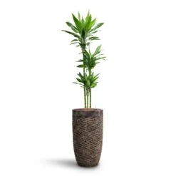 Dracaena Janet Lind - Multi Stem - HydroCare -Indoor Plants Store Dracaena Janet Lind Multi Stem HydroCare Luxe Lite Layer Partner Planter Bronze
