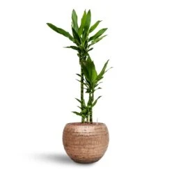 Dracaena Janet Lind - Multi Stem - HydroCare -Indoor Plants Store Dracaena Janet Lind Multi Stem Hydroculture 3 stems Opus Hammered Globe Planter Gold 40 x 32cm