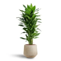 Raindrop Tube Round Planter - Stone -Indoor Plants Store Dracaena Janet Lind Multi Stem Hydroculture 3 stems Raindrop Tube Round Planter Stone 30 x 26cm b7b3a37a 2904 4535 935b 6833f0dd9b87