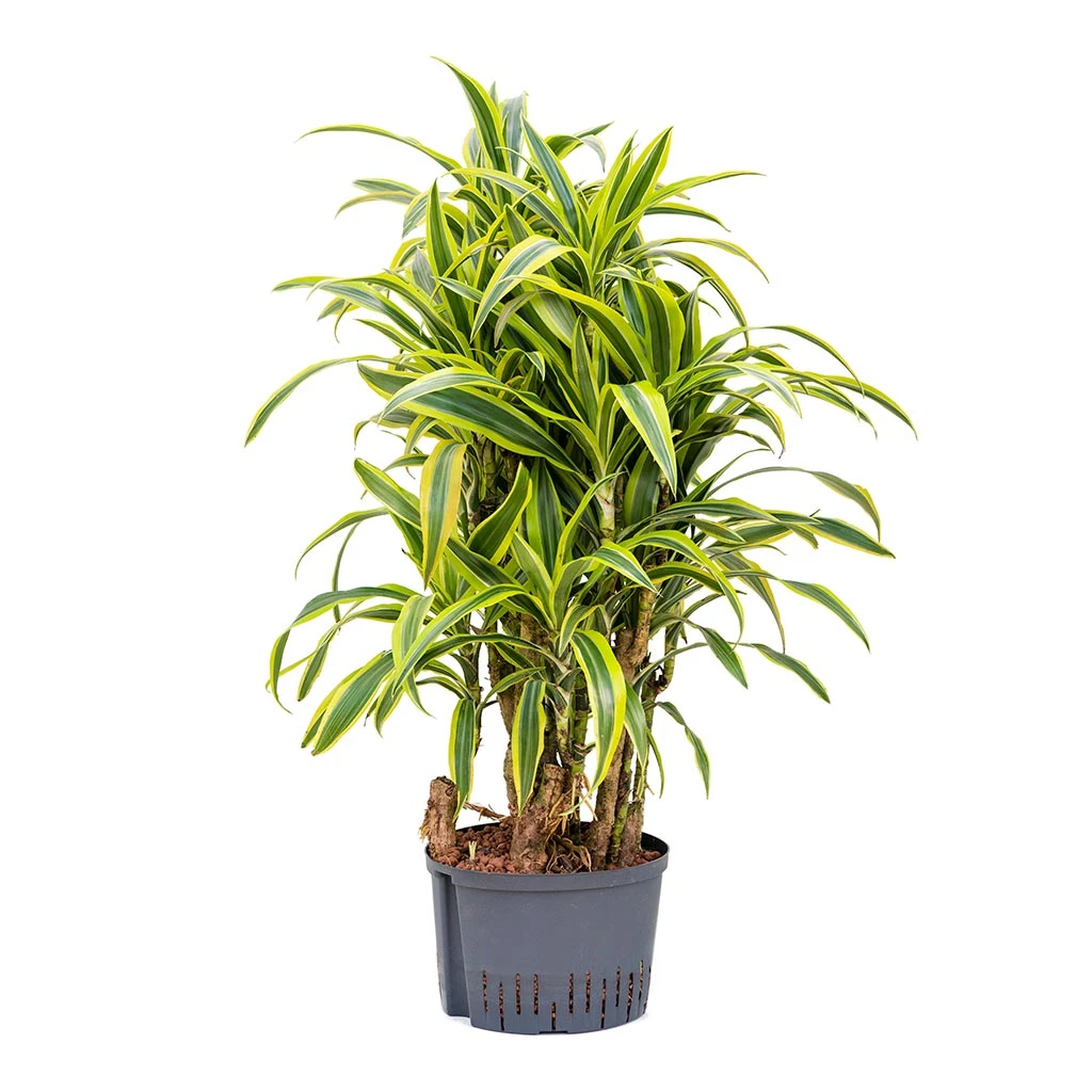 Dracaena Lemon Lime - Branched - HydroCare 5 Dracaena Lemon Lime - Branched - HydroCare - Image 3