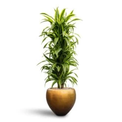 Metallic Couple Plant Pot - Matt Honey -Indoor Plants Store Dracaena Lemon Lime Branched Hydroculture 31 28 x 130cm Metallic Couple Plant Pot Matt Honey 50 x 45cm 9ea39e1b 3b21 4612 9731 744dd39b1277
