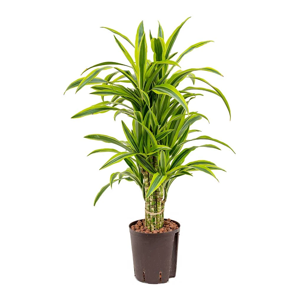 Dracaena Lemon Lime - Branched - HydroCare 3 Dracaena Lemon Lime - Branched - HydroCare