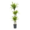 Dracaena Lemon Lime - Multi Stem - HydroCare -Indoor Plants Store Dracaena Lemon Lime Hydroculture Indoor Plant 3Stems Tall