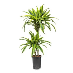 Dracaena Lemon Lime - Multi Stem - HydroCare 37 Dracaena Lemon Lime - Multi Stem - HydroCare -Indoor Plants Store Dracaena Lemon lime Multi Stem HydroCare 15 19x85cm 2 stems