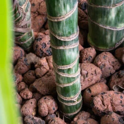 Dracaena Lemon Lime - Multi Stem - HydroCare 24 Dracaena Lemon Lime - Multi Stem - HydroCare -Indoor Plants Store Dracaena Lemon lime Multi Stem HydroCare SWATCH