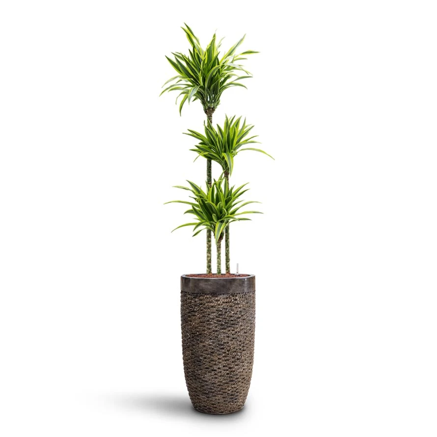 Dracaena Lemon Lime - Multi Stem - HydroCare 15 Dracaena Lemon Lime - Multi Stem - HydroCare - Image 13