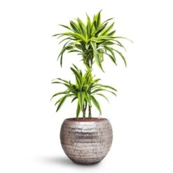 Opus Hammered Globe Planter - Silver 22 Opus Hammered Globe Planter - Silver -Indoor Plants Store Dracaena Lemon lime Multi Stem HydroCare Opus Hammered Globe Planter Silver 1229ad71 e5d4 40eb 8bcc b9cb8df8b72c