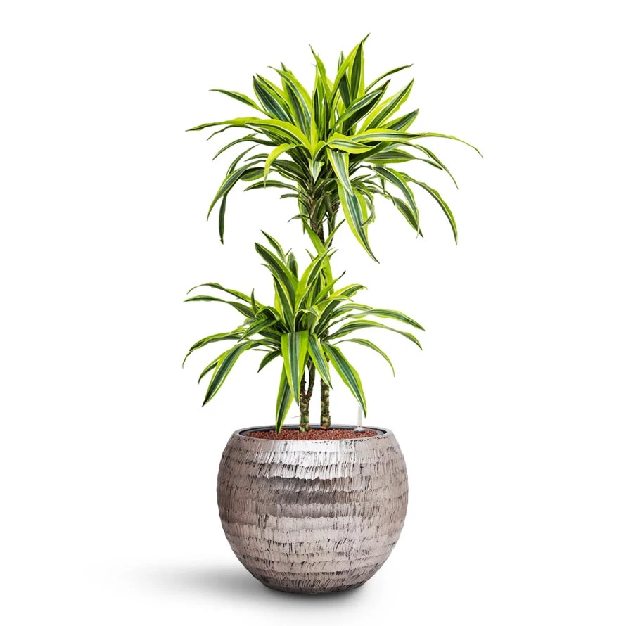 Opus Hammered Globe Planter - Silver 7 Opus Hammered Globe Planter - Silver - Image 5
