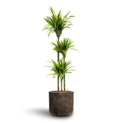 Dracaena Lemon Lime - Multi Stem - HydroCare 30 Dracaena Lemon Lime - Multi Stem - HydroCare -Indoor Plants Store Dracaena Lemon lime Multi Stem Hydroculture 18 19 x 135cm Luxe Lite Waterfall Cylinder Planter Bronze 40 x 38cm