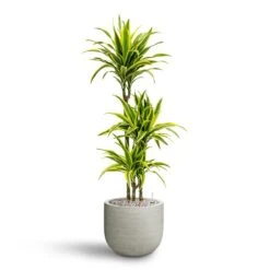 Cody Plant Pot - Ridged Cement 20 Cody Plant Pot - Ridged Cement -Indoor Plants Store Dracaena Lemon lime Multi Stem Hydroculture 21 20 x 125cm Cody Plant Pot Ridged Cement 28 x 25cm 15721c26 06f3 4163 8eb8 9f9269a8c06c