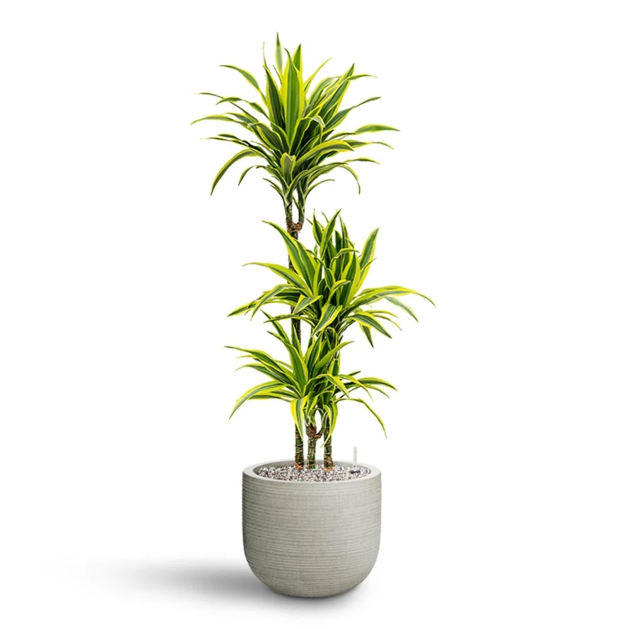 Cody Plant Pot - Ridged Cement 10 Cody Plant Pot - Ridged Cement - Image 8