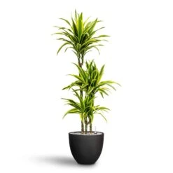 Dracaena Lemon Lime - Multi Stem - HydroCare 26 Dracaena Lemon Lime - Multi Stem - HydroCare -Indoor Plants Store Dracaena Lemon lime Multi Stem Hydroculture 21 20 x 125cm Coral Refined Planter Volcano Black 25 x 21 cm