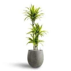 Grigio Balloon Plant Pot - Natural Concrete -Indoor Plants Store Dracaena Lemon lime Multi Stem Hydroculture 21 20 x 125cm Grigio Balloon Plant Pot Natural Concrete 30 x 30 cm 3595fcf5 ccc6 4fbd 9a7e 1f1d823c6aae