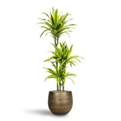 Dracaena Lemon Lime - Multi Stem - HydroCare 31 Dracaena Lemon Lime - Multi Stem - HydroCare -Indoor Plants Store Dracaena Lemon lime Multi Stem Hydroculture 21 20 x 125cm Ryan Plant Pot Shiny Gold 31 x 28 cm 84c37ab9 867c 4a24 9e68 10dee8f219d3