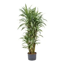 Dracaena Warneckii - Branched - HydroCare -Indoor Plants Store Dracaena Warneckii Branched Hydroculture 25 19x110cm