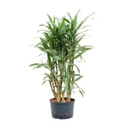 Dracaena Warneckii - Branched - HydroCare -Indoor Plants Store Dracaena Warneckii Branched Hydroculture 28 19x130cm