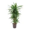 Dracaena Warneckii - Branched - HydroCare -Indoor Plants Store Dracaena Warneckii Branched Hydroculture Indoor Plant