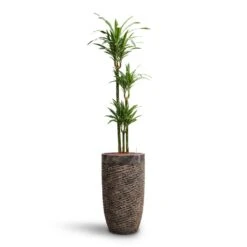 Dracaena Warneckii - Multi Stem - HydroCare -Indoor Plants Store Dracaena Warneckii Multi Stem HydroCare Luxe Lite Layer Partner Planter Bronze