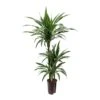 Dracaena Warneckii - Multi Stem - HydroCare -Indoor Plants Store Dracaena Warneckii Multi Stem Hydroculture Indoor Plant 3Stems