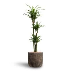 Luxe Lite Waterfall Cylinder Planter - Bronze 33 Luxe Lite Waterfall Cylinder Planter - Bronze -Indoor Plants Store Dracaena Warneckii Multi Stem Hydroculture Luxe Lite Waterfall Cylinder Planter Bronze e0faf6f9 2e8e 4a49 8afc fc1a95e0e1e0