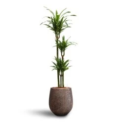 Dracaena Warneckii - Multi Stem - HydroCare -Indoor Plants Store Dracaena Warneckii Multi Stem Hydroculture Opus Hit Darcy Planter Gold