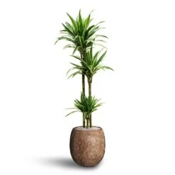 Dracaena Warneckii - Multi Stem - HydroCare -Indoor Plants Store Dracaena Warneckii Multi Stem Hydroculture Polystone Coated Plain Balloon Planter Rock