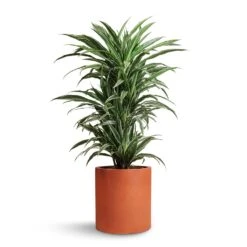 Dracaena Deremensis Warneckii - Branched -Indoor Plants Store Dracaena deremensis Warneckii Branched 24x90cm Max Refined Planter Canyon Orange 29x29.5cm e45807ea 2b5b 4ac1 8804 6e089714097f