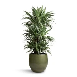 Zembla Plant Pot - Green -Indoor Plants Store Dracaena deremensis Warneckii Branched 27x120cm Zembla Plant Pot Green 35x32cm 28944e9c 6e1a 4b0c 9b54 5f54dc2c88df