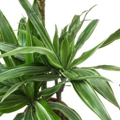 Dracaena Warneckii - Multi Stem - HydroCare -Indoor Plants Store Dracaena deremensis Warneckii Leaves f2c7801a 3ed7 4a12 935c 788aa0e68adc