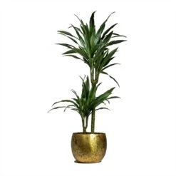 Dracaena Deremensis Warneckii - Multi Stem 16 Dracaena Deremensis Warneckii - Multi Stem -Indoor Plants Store Dracaena deremensis Warneckii Multi Stem 19x90cm 2 stems Ellen Metal Plant Pots Set of 3 Brass