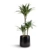 Dracaena Deremensis Warneckii - Multi Stem -Indoor Plants Store Dracaena deremensis Warneckii Multi Stem 21x105 3 stems Akemi Plant Pot Carbon Black 27x25cm