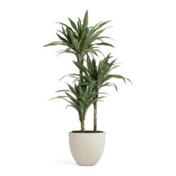 Coral Refined Planter - Natural White 15 Coral Refined Planter - Natural White -Indoor Plants Store Dracaena deremensis Warneckii Multi Stem Coral Refined Planter Natural White