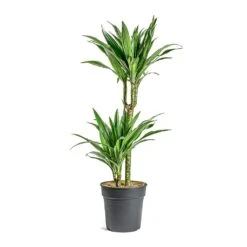 Dracaena Deremensis Warneckii - Multi Stem 21 Dracaena Deremensis Warneckii - Multi Stem -Indoor Plants Store Dracaena deremensis Warneckii Multi Stem 401f4d6b 3efd 497d 89eb 216dc3421977