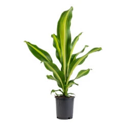 Dracaena Fragrans Burley -Indoor Plants Store Dracaena fragrans Burley 14x40cm
