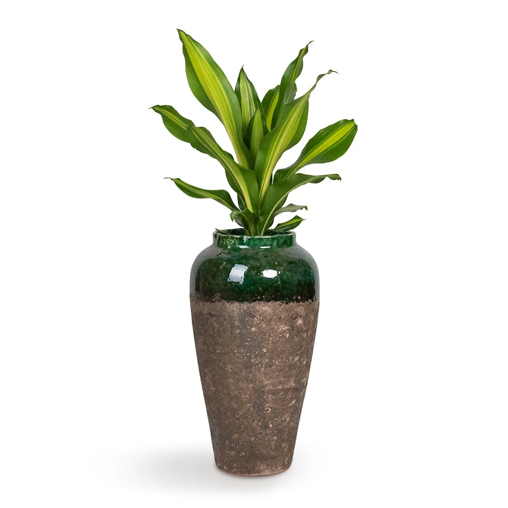Lindy Bottle Plant Vase - Black Green 5 Lindy Bottle Plant Vase - Black Green - Image 3