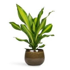 Dracaena Fragrans Burley -Indoor Plants Store Dracaena fragrans Burley 14x40cm Odile Plant Pot Moss 19x14cm
