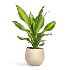 Dracaena Fragrans Burley -Indoor Plants Store Dracaena fragrans Burley 14x40cm Ryan Plant Pot Sand Gold 18x16cm