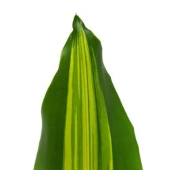 Dracaena Fragrans Burley -Indoor Plants Store Dracaena fragrans Burley 14x40cm close leaf