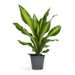 Dracaena Fragrans Burley -Indoor Plants Store Dracaena fragrans Burley 14x40cm full size