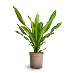 Dracaena Fragrans Burley -Indoor Plants Store Dracaena fragrans Burley 24x100cm