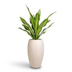 Dracaena Fragrans Burley -Indoor Plants Store Dracaena fragrans Burley 24x100cm Raindrop Tall Balloon Planter Stone 37x60cm 28687b80 e0f2 4571 b50f c08428dfec3e