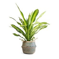 Seagrass Tribal Basket - Teal Lined 11 Seagrass Tribal Basket - Teal Lined -Indoor Plants Store Dracaena fragrans Burley 24x100cm Seagrass Tribal Basket Teal Lined 35x30cm