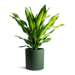 Dracaena Fragrans Burley -Indoor Plants Store Dracaena fragrans Burley Max Refined Planter Pine Green 203ebbb6 a2d2 417b 9a00 a7c18d0cea31
