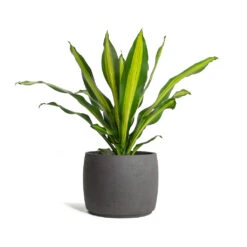 Mini Valerie Plant Pot - Black Washed -Indoor Plants Store Dracaena fragrans Burley Mini Valerie Plant Pot Black Washed