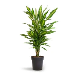 Dracaena Fragrans Cintho - Branched -Indoor Plants Store Dracaena fragrans Cintho Branched 21x70cm