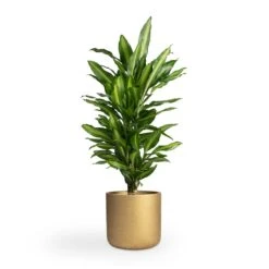 Dracaena Fragrans Cintho - Branched -Indoor Plants Store Dracaena fragrans Cintho Branched 21x70cm Charlie Plant Pot Metallic Gold 25x24cm