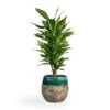 Dracaena Fragrans Cintho - Branched 1 Dracaena Fragrans Cintho - Branched -Indoor Plants Store Dracaena fragrans Cintho Branched 21x70cm Lindy Plant Pot Black Green 30x25cm