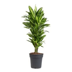 Dracaena Fragrans Cintho - Branched -Indoor Plants Store Dracaena fragrans Cintho Branched 24x80cm